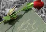 Бои и потери за последнюю неделю